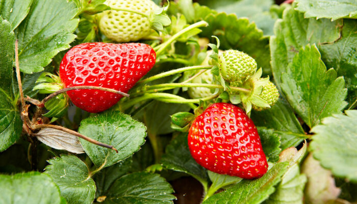 Canada’s organic produce and its source