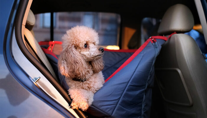 Factors to consider while buying car pet barriers