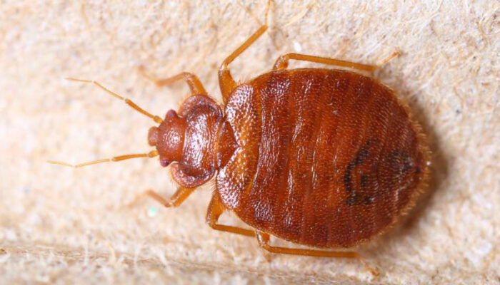 How to find bed bugs