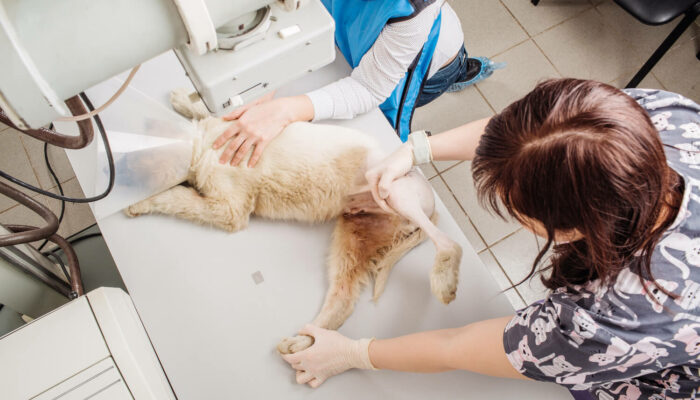 Pet Insurance Coverage For X-Rays