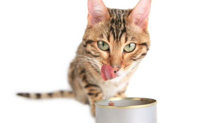 Six amazing benefits of feeding canned foods to cats