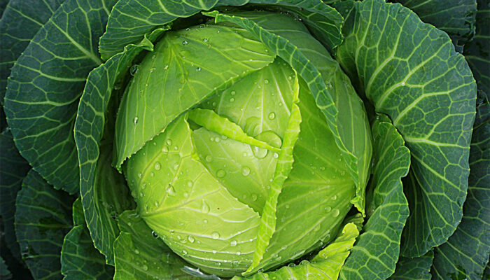 Gastrointestinal stromal tumors – Foods to eat and avoid