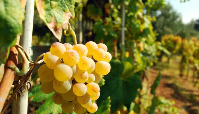 Overactive Bladder – It Effective Symptoms and Home Remedies