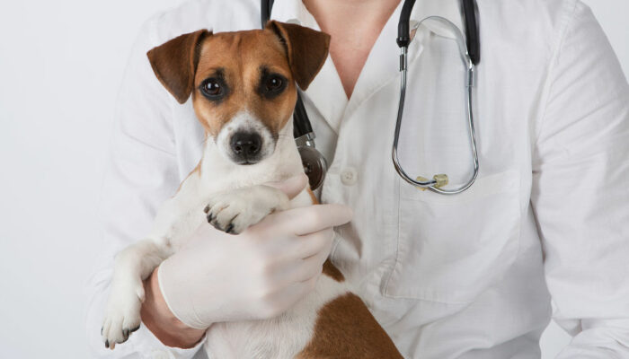 Dog Seizures – Symptoms, Causes, and Management