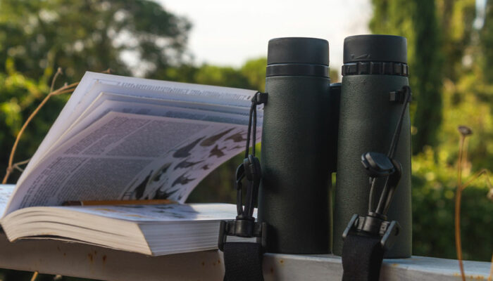Bird Identification – Top Tools, Tips, and Benefits