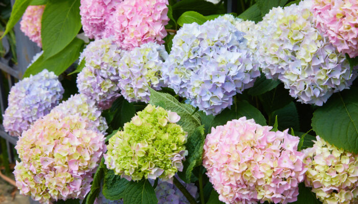 The Best Fertilizer for Hydrangeas – A Comprehensive Guide